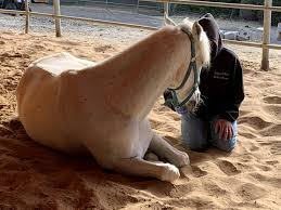 INDIVIDUAL EQUINE FACILIATION SESSION: SELF CONFIDENCE!
