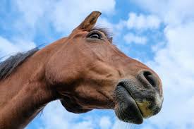 1/2 day EQUINE FACILITATION INDIVIDUAL EXPERIENCE