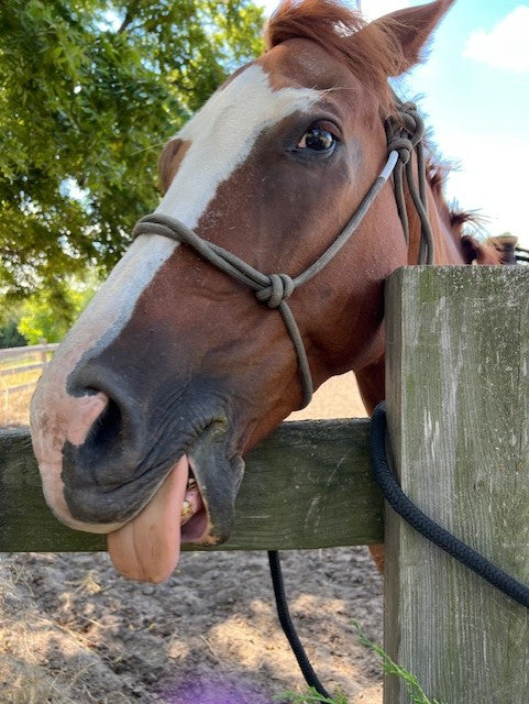 FULL DAY EQUINE *** GROUP *** FACILITATION EXPERIENCE