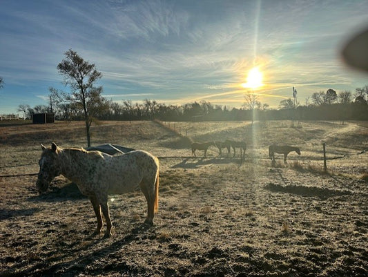 DEC 5TH - EQUINE FACILITATION EXPERIENCE: ART IN THE BARN & EQUINE CONNECTION
